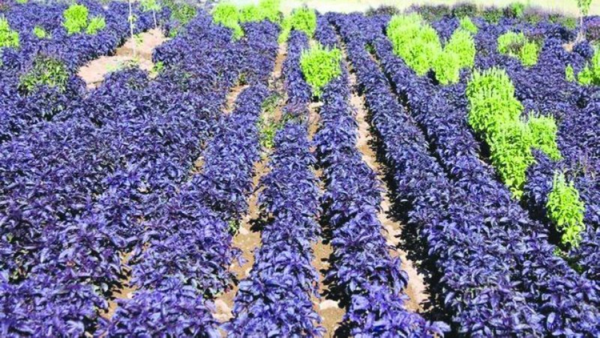 Çayını içen, şerbetini yapan vazgeçemiyor! Bağışıklığı güçlendiriyor, cildi güzelleştiriyor, stresi unutturuyor!