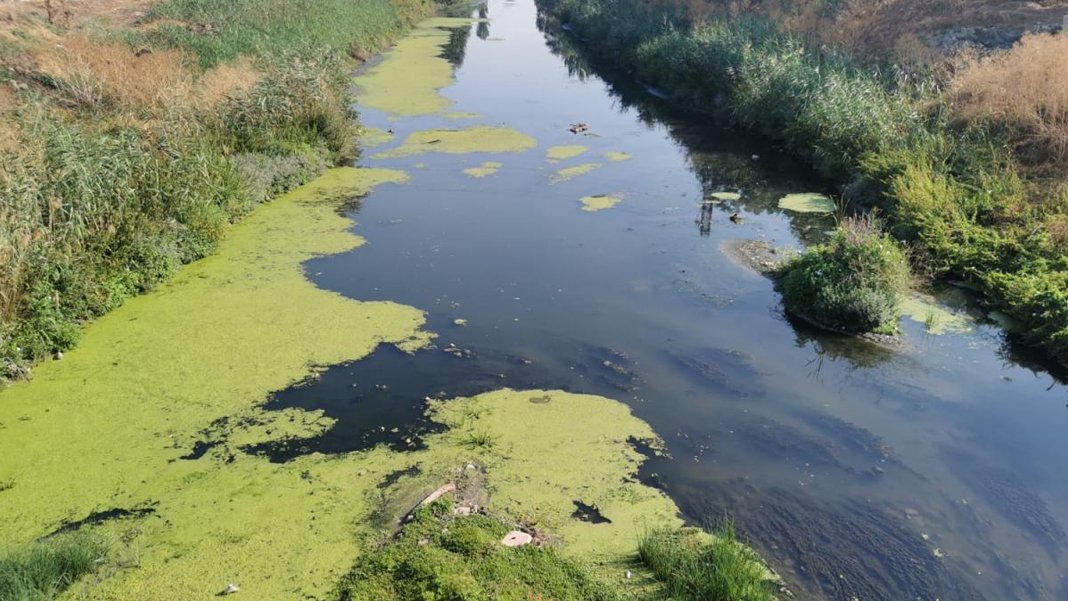 Debisi düştü, yosun arttı: Kuraklık Lüleburgaz Deresi’ni yosunla kapladı