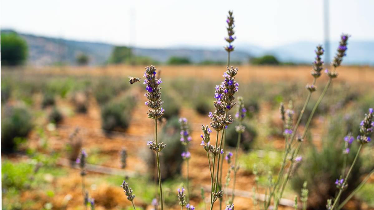 Milas Belediyesi lavanta hasadı gerçekleştirdi