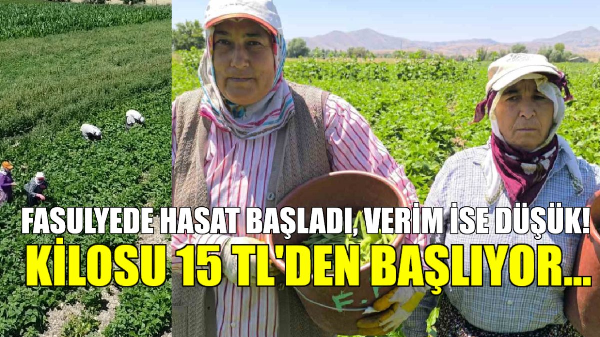 Fasulyede hasat başladı! Fiyatı düştü, kilosu 15 liradan başlıyor: İklim yüzünden verim düştü