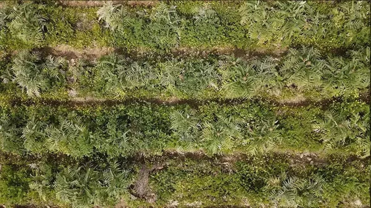 Atıl durumdaki tarlalara ektiler, Muğla'daki çiftçilerin gelir kapısı oldu: Market ve pazarlarda satılmaya başladı