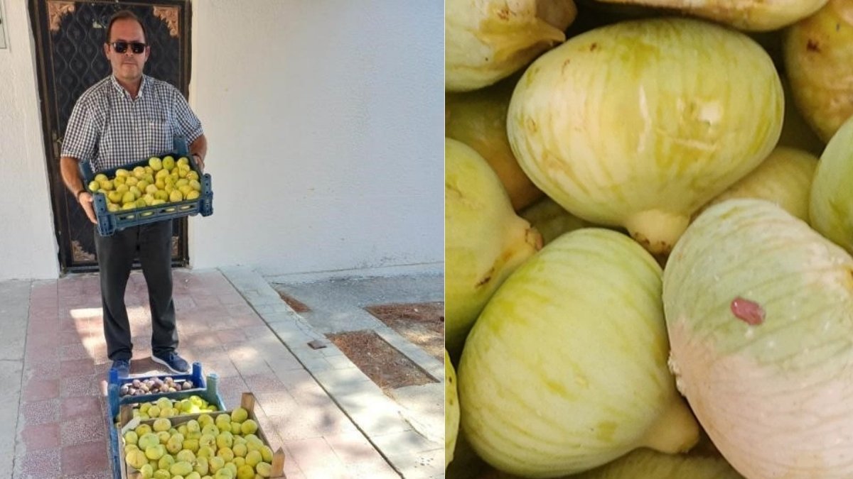 Yazın vazgeçilmez meyvesinde hasat yapıldı! 200 liraya satılıyordu 80 liraya kadar düştü…