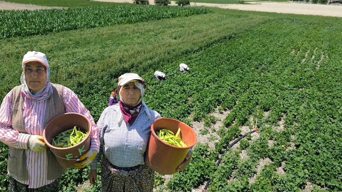Köylü topluyor, market bekliyor! Geçen sene cep yakıyordu bu sene 15 liraya satılıyor: Kışlık yapacaklar kilo kilo alıyor