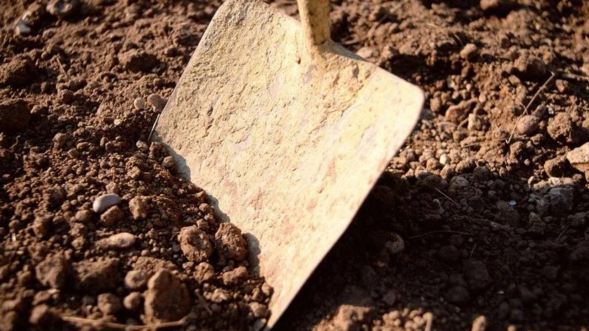 Bayat ekmekle mucizevi değişim: Toprağa gömün, bahçenize hayran kalın!