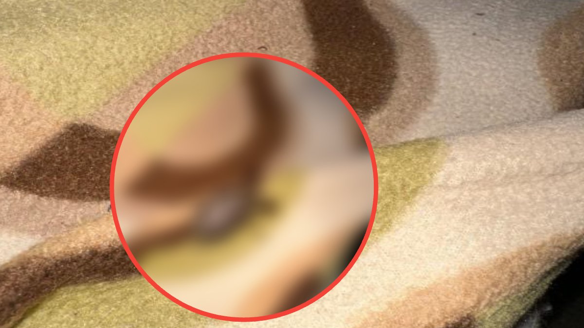 Dünyada nadir görülen böcek o ilimizde! Evinde gördü, güzelliğiyle büyülendi: Tabağa alıp besledi