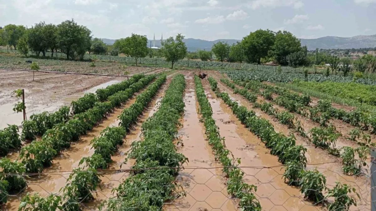 Dev dolu yağışı meyveleri bir bir dalından düşürdü! Tarlalar dakikalar içinde​​​​​​ sular altında kaldı, ürünler zarar gördü