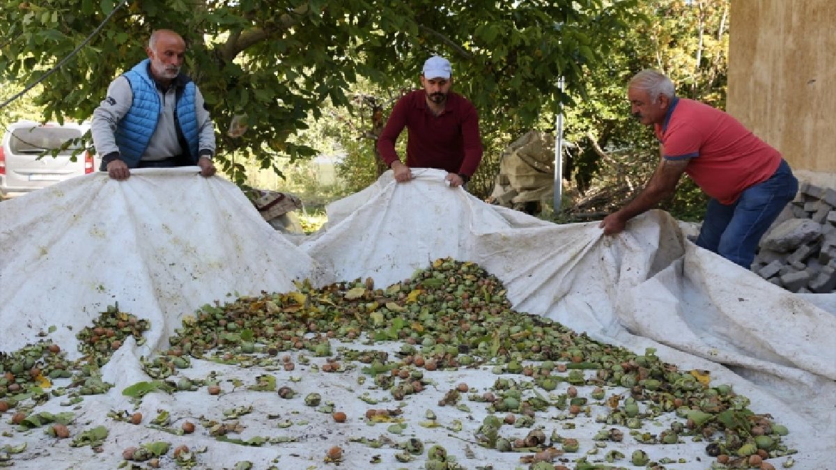 Bitlis’te yetişiyor, dünya onu yakından tanıyor! Daha iyisi başka yerde yetişmez: Bu yıl rekor üstüne rekor kıracak