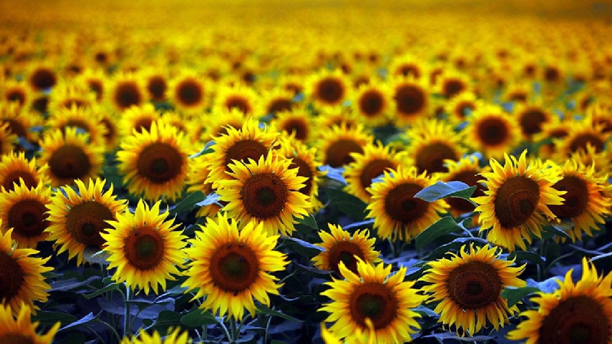 Ayçiçeği tohumu ve yağ ithalatında yeni dönem: Tarife kontenjanının detayları açıklandı