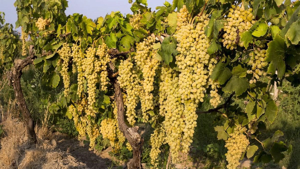 Uzmanlar uyarıyor: Her sabah tüketenler hem genç kalıyor hem hastalanmıyor! Bu meyveye sofranızda mutlaka yer açın!