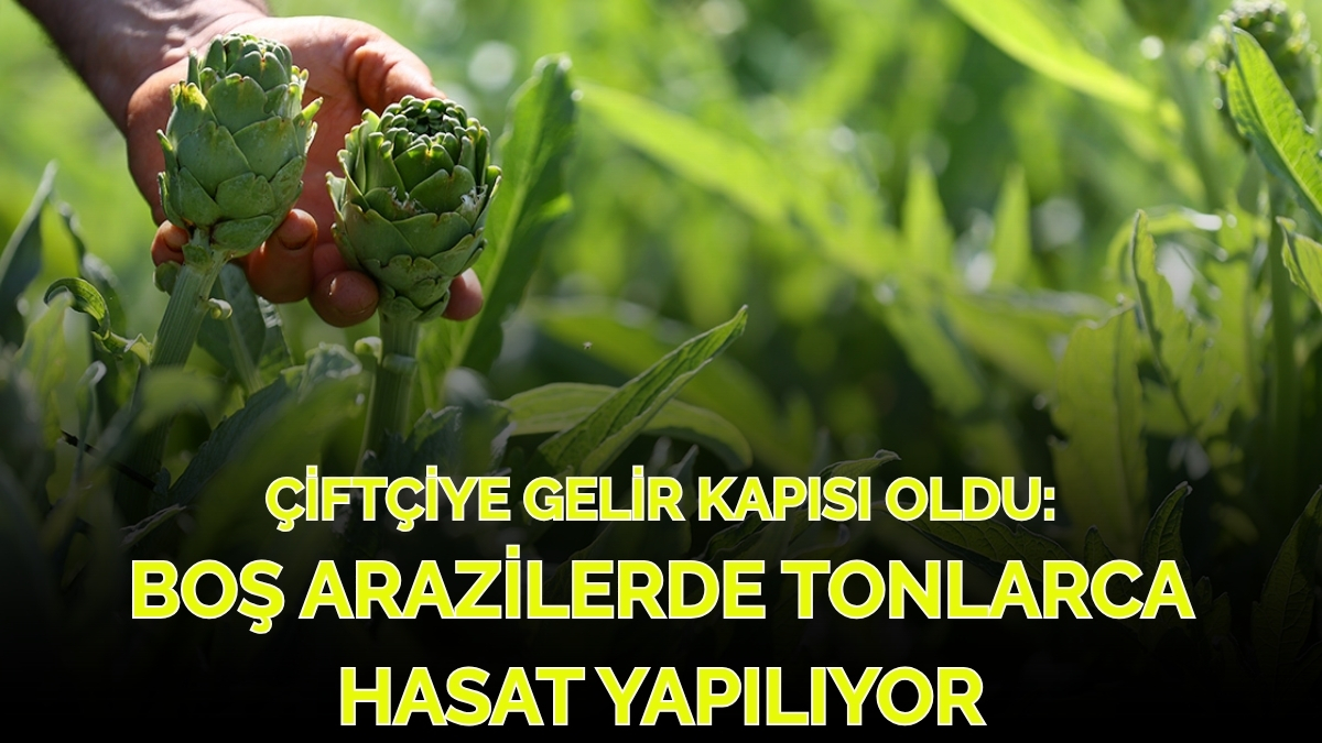 “Boş tarla” diye kimse dönüp bakmıyordu, şimdi gelir kapısı oldu! Bir günde tonlarca hasat elde ediyorlar