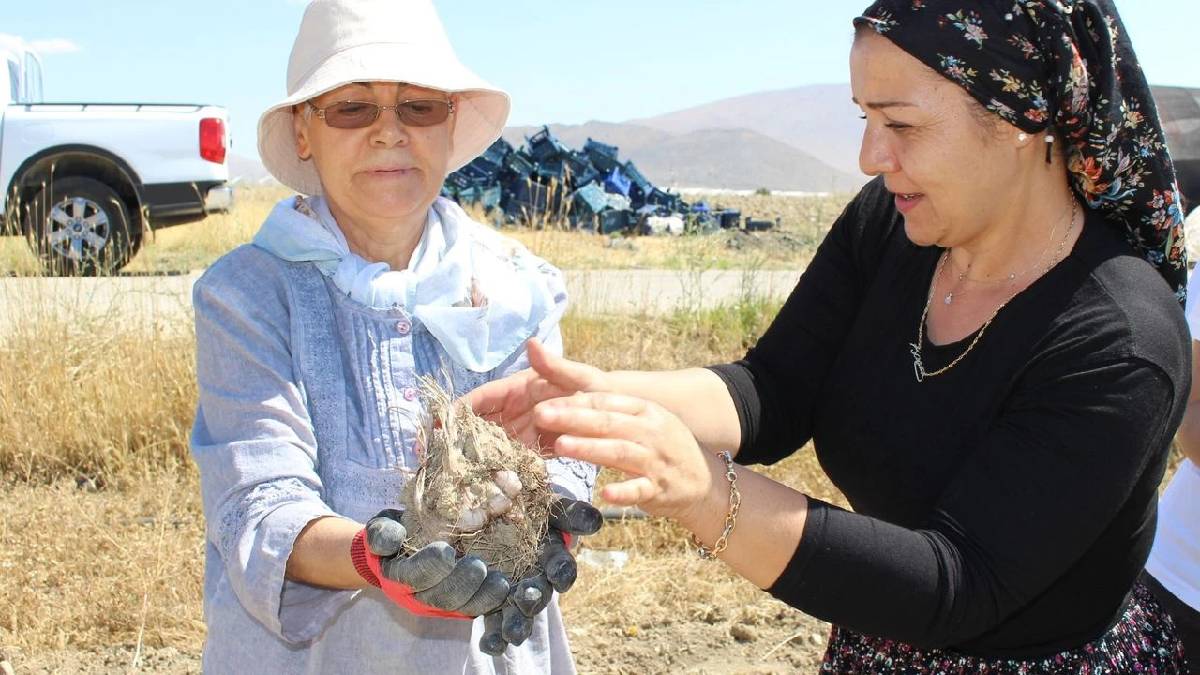 Kadınlara ekonomik katkılı hasat başladı! Tüketenin sağlığına üretenin cebine katkı sağlıyor: Kazancı cepleri güldürüyor