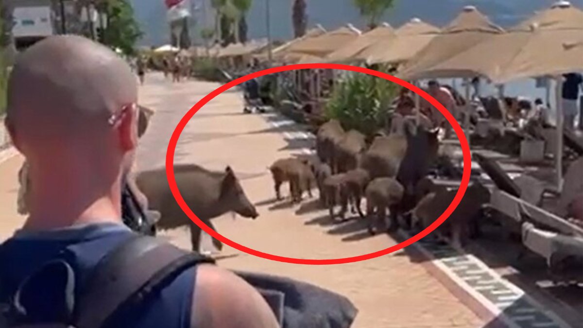 Muğla'da korkutan görüntüler! Yaban domuzları bir anda plaja daldı: Onlarca insanın arasında denize girdiler