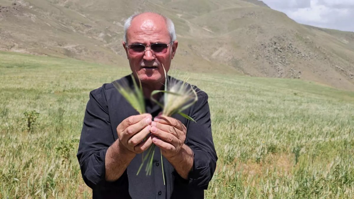 Ne hırsızlar geldi ne de hayvanlar… 15 günde tarlalardan yok oldu! Çiftçi bile şaştı kaldı
