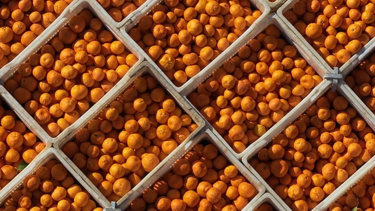 Narenciye devi tarihe karışıyor: 125 yıllık şirketten iflas kararı