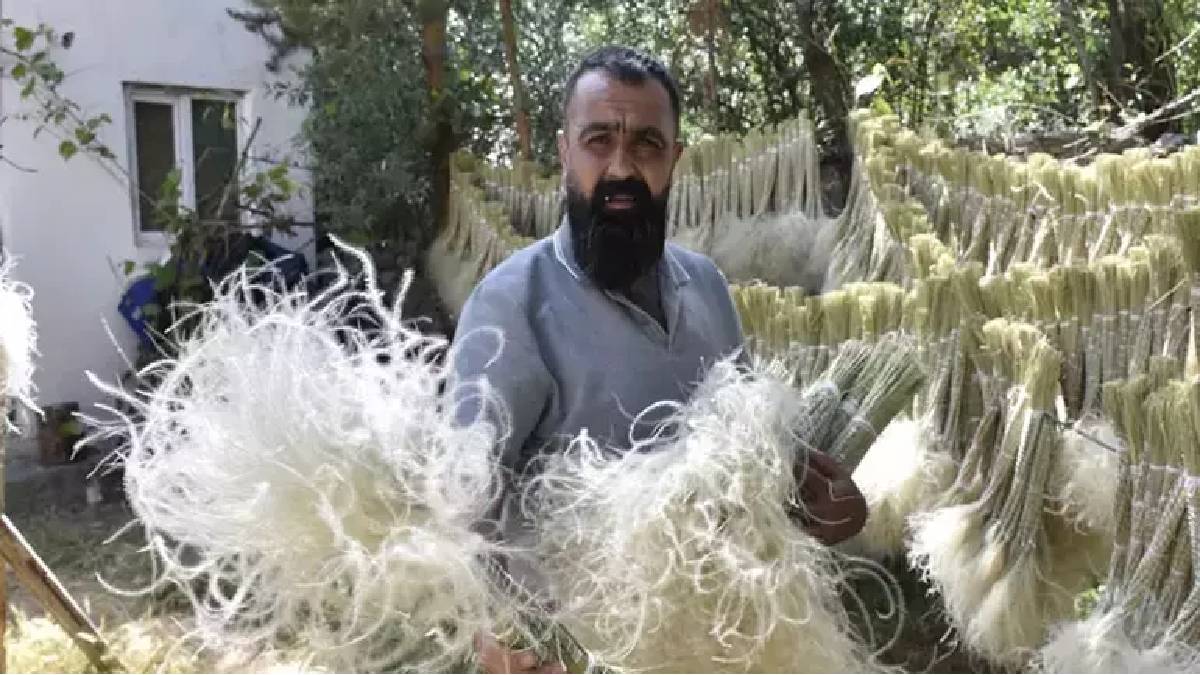 Sivas’ın bozkırından topluyor, büyükşehirlere satıyor! Toplanan yerden bir daha çıkmıyor: Sipariş asla bitmiyor