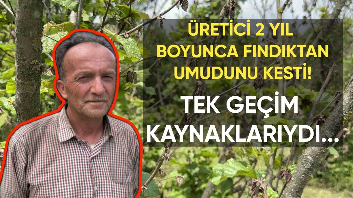 Üreticiler hem bu yıl hem de gelecek yıl fındıktan umudu kesti! Zirai don fındığı resmen mahvetti: "Tek gelir kaynağımız buydu"