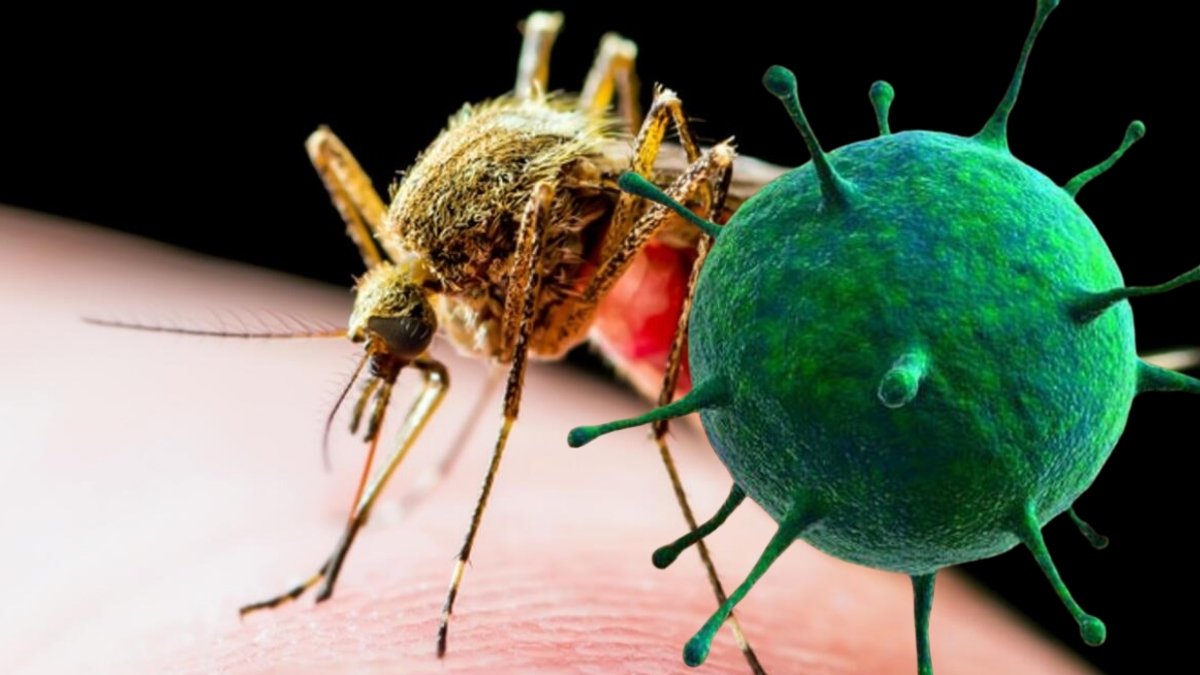 20 yıl sonra o virüs geri döndü, tedavisi de yok! DSÖ'den "Küresel salgın" alarmı: Şimdiden nüfusun 3'te birine bulaştı