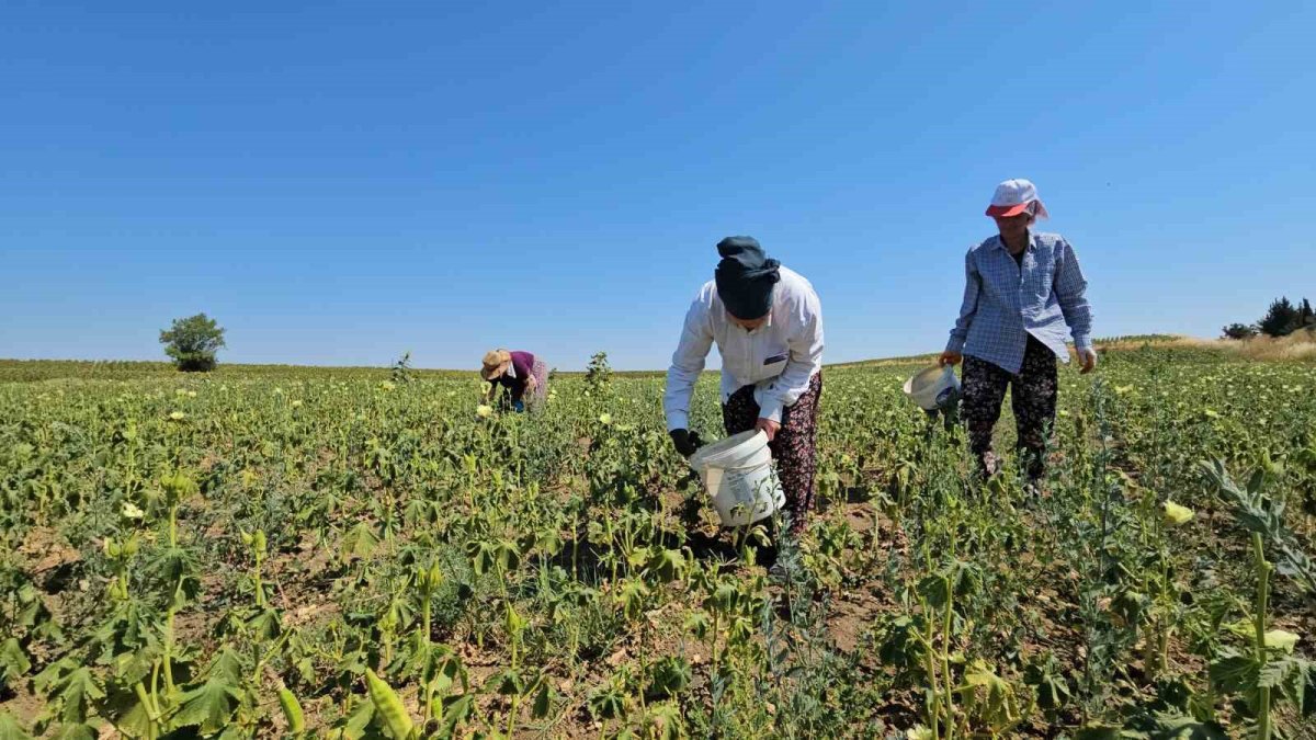 Edirne topraklarının gizli hazinesi! Altın değerinde Siğilli bamyası: Susuz yetişiyor tek tek elle toplanıyor