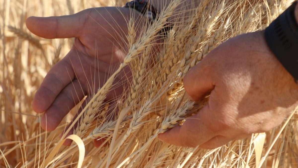 Bu buğdaylar ülke tarımına yön verecek! İklime uygun, yüksek verimli, hastalıklara dayanıklı: Hasadı başladı