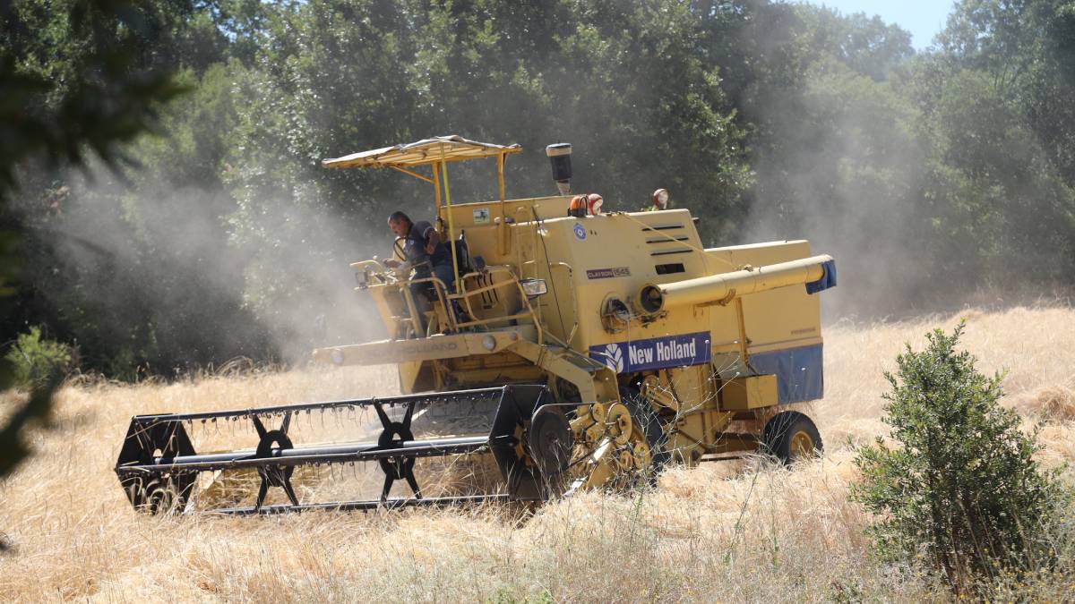 Siyez buğdayında hasat bereketi