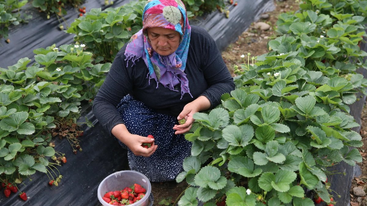 Tarıma alternatif oluyor, hastalık onları etkilemiyor! Yılın 7 ayı ürün veriyor, eken bolca kazanıyor