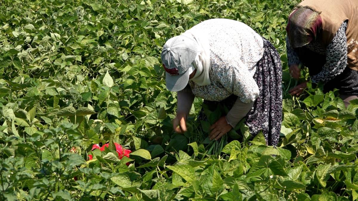 Büyükşehir’in dağıttığı tohumlar toprakla buluştu, verim çiftçinin yüzünü güldürdü