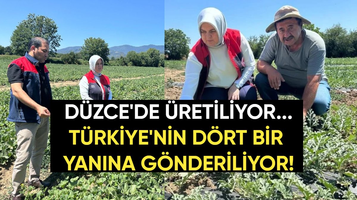 Düzce'de üretiliyor, Türkiye'nin dört bir yanına gönderiliyor: Dondurma kavunu üreticiyi mutlu etti, yoğun talep görüyor