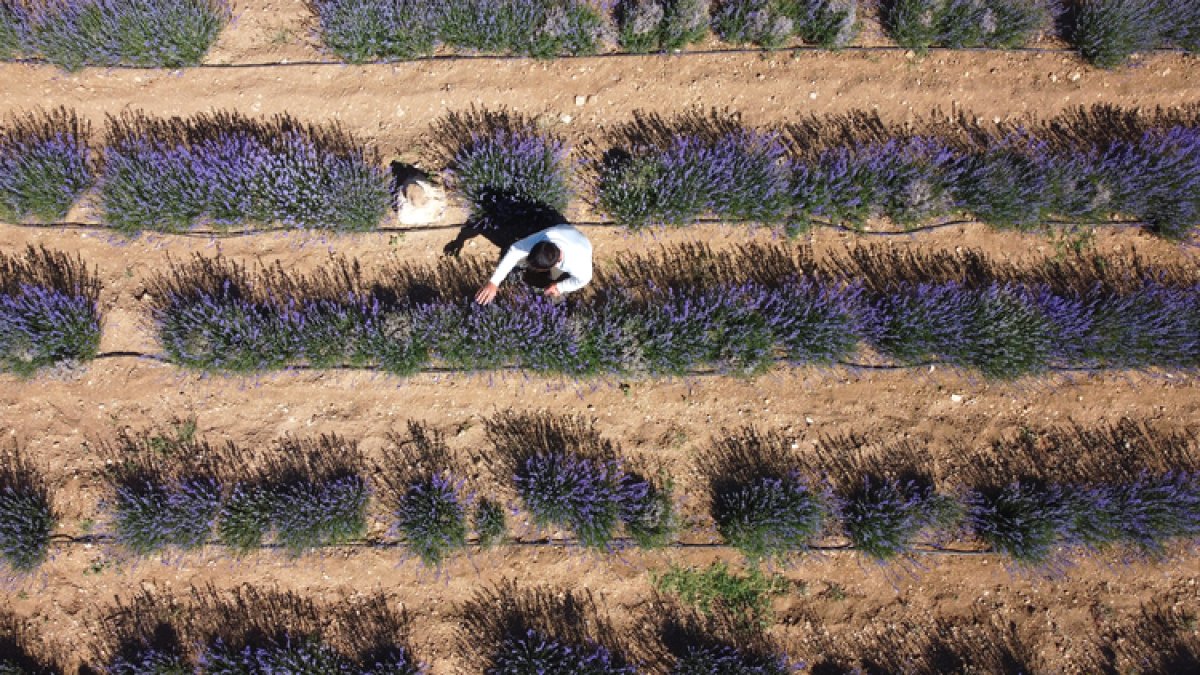 Malatya'da tarımsal üretime yeni bir soluk getirdi! Genç yaşta başladı, kayısıyı sollayacak verim elde etti