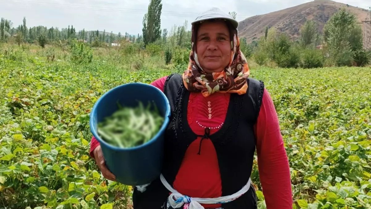 Kavurucu sıcaklara meydan okuyorlar tek tek elleriyle topluyorlar! Fiyatı düştükçe düştü: Kilosu 20 TL’den satılıyor