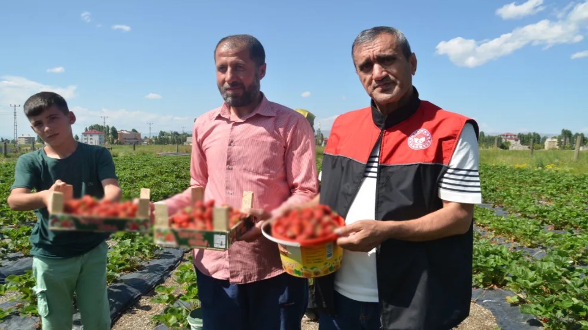 Tütüne alternatif üretiliyor, Muş’ta çokta yetiştiriliyor! Kilosu 100 TL’den satılıyor, 13 çiftçi üretiyor