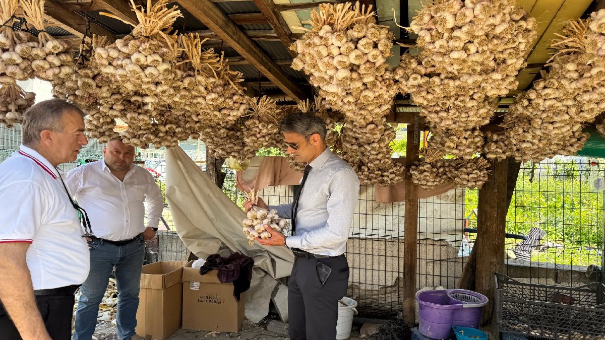 Zonguldak’ta ilk kez toplandı! 1,5 ton ürün bekleniyor, üreticinin sevinci yüzünden okunuyor