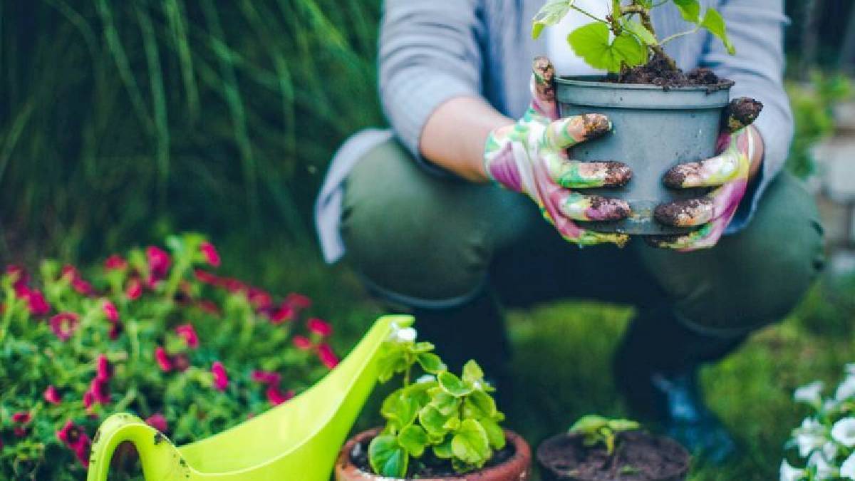Bitkileri sıcaktan korumanın pratik yolu! Hem doğal hem de etkili: Bahçıvanlar nesillerdir bu yöntemi kullanıyor