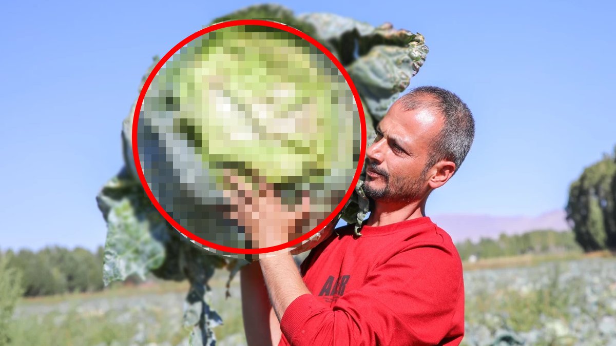 Haziran’da toprakla buluşuyor, Ekim’de toplanıyor! Lezzetini tüm Türkiye biliyor, herkes döne döne onu arıyor