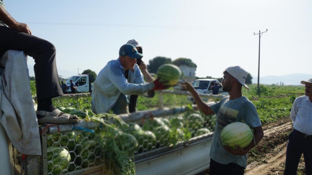 Tarım şehrinin verimli hasadı! Sabah erkenden toplanıyor, almak isteyen saatlerce bekliyor! En lezzetlisi burada