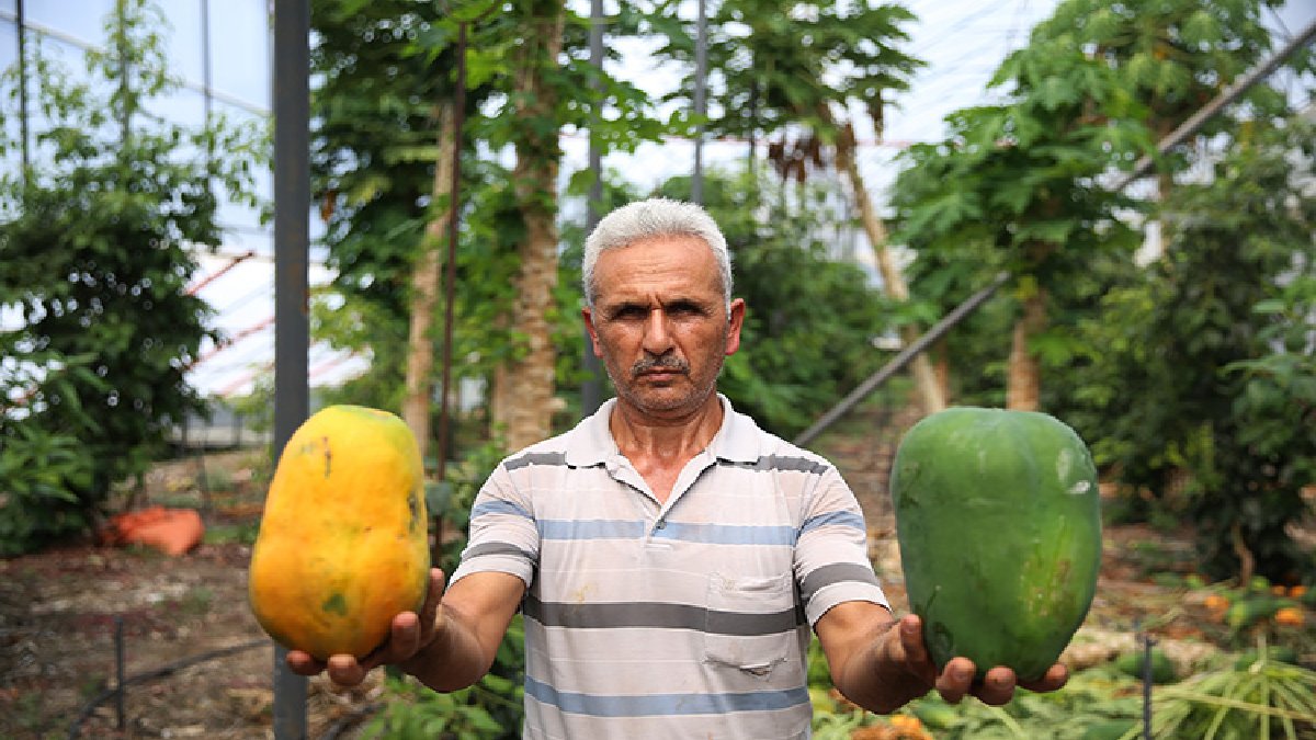 Türkiye’de zor bulunuyor, herkes rağbet ediyor! Kilosu 100 TL’den tezgaha çıktı, herkes dilimle alacak