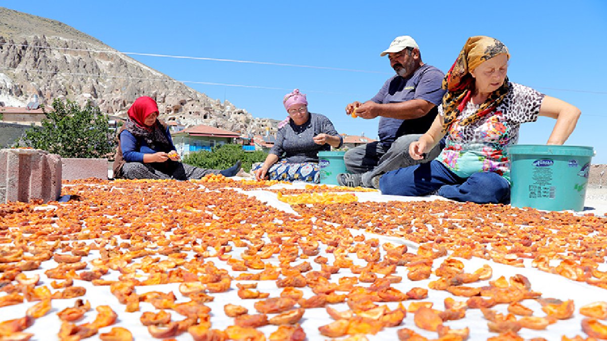Tazesini 100 TL’den almayan kurusunu 1000 TL’den hiç alamayacak! Fiyatı altına kafa tutuyor, değerini katladıkça katlıyor