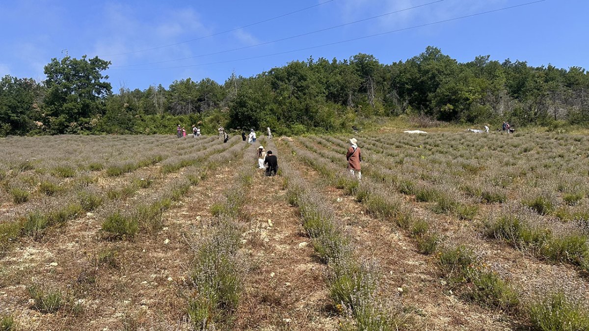 Atıl tarlayı değerlendirmek istedi! 2 yıl önce denemek için ekti, şimdi 4 dönümlük arazide hasat yapıyor!