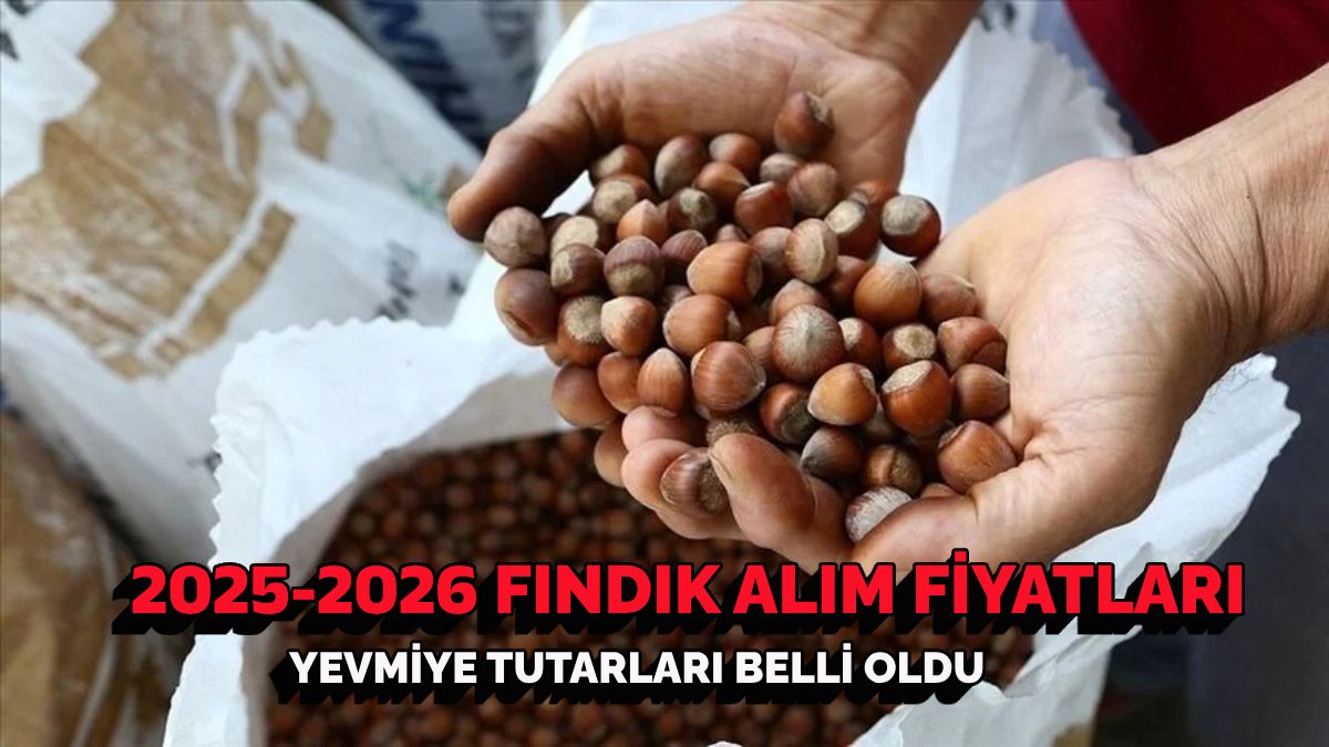 2025 fındık alım fiyatları ne kadar? Gözler TMO’da: Fındık işçisi güncel yevmiye tutarları belli oldu