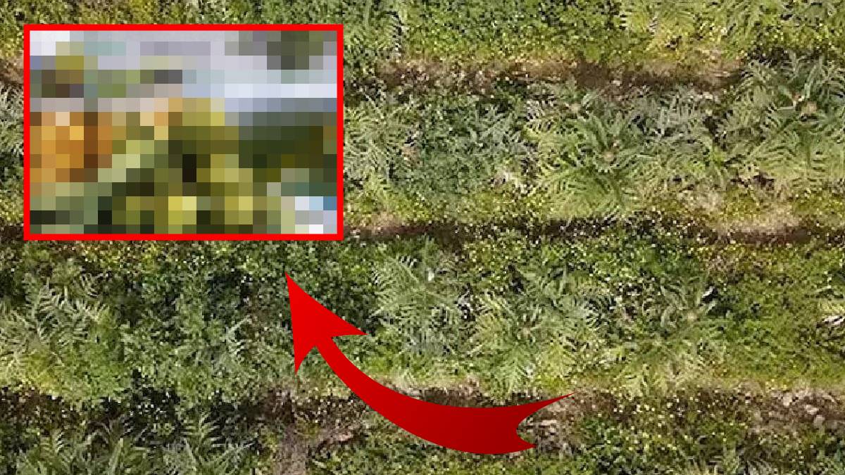 ‘Boş tarlada tutmaz’ denmesine aldırmadan ekti! Deneme ekimi rekor verime ulaştı: 420 ton ürün elde etti