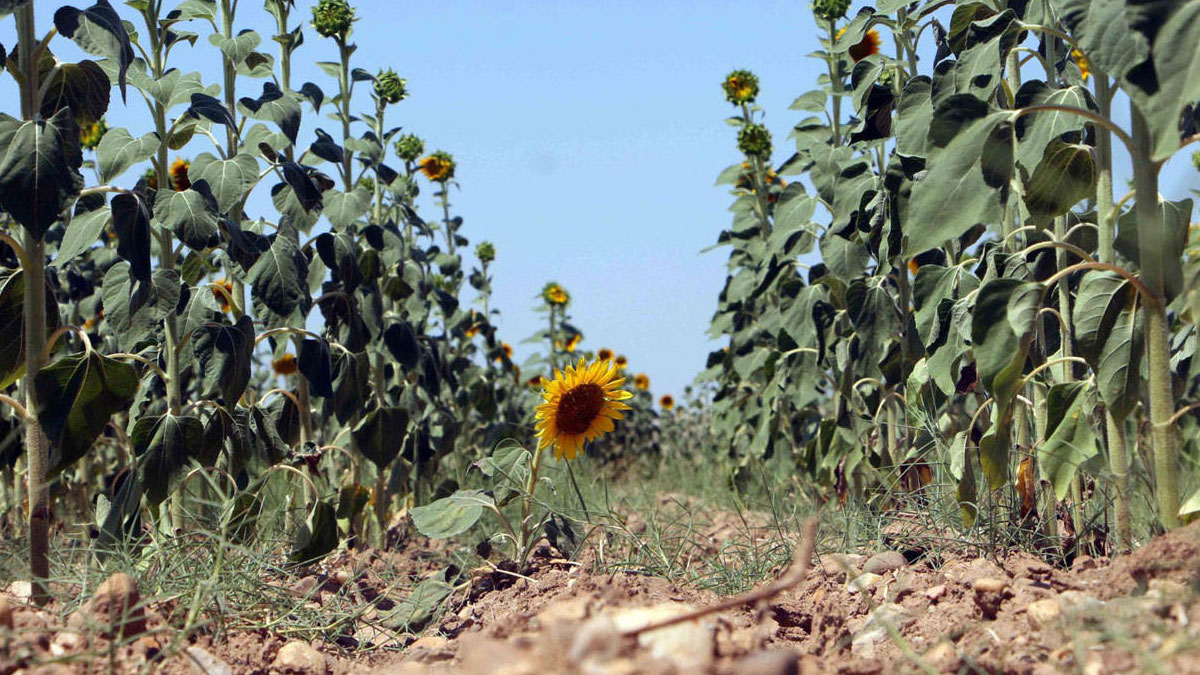 Sıcak hava ayçiçeğini vurdu: Rekolte geçen yılın altında