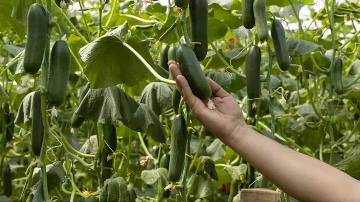 Yaz geldi diye kilo almaktan korkmayın! Hem tok tutan hem vücudu temizleyen süper besinle formda kalın!