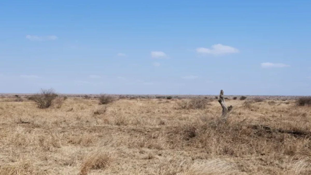Görsel zekanızı test edin: Sadece yüksek IQ'luların 9 saniyede bulduğu gizemli leopar!