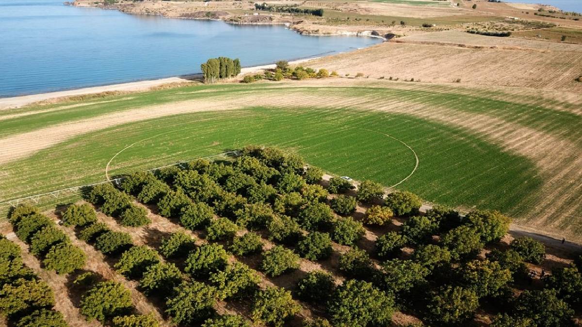 Coğrafi işaretli üründe hasat vakti! Tüm dünya almak için yarışıyor: Orada 2025 hasat heyecanı yaşanıyor