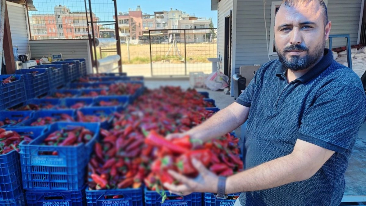 Kıpkırmızı olmadan toplanmıyor, Adana’da mesai başlıyor! Fiyatı geçen yılla aynı kaldı, 15 TL’den satılıyor