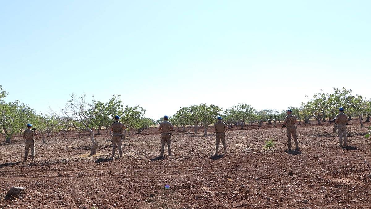 Kilosu cep yakıyor, hırsızlık kaçınılmaz oluyor! Bu hasat bir başka: Jandarma 24 saat nöbetle koruyor