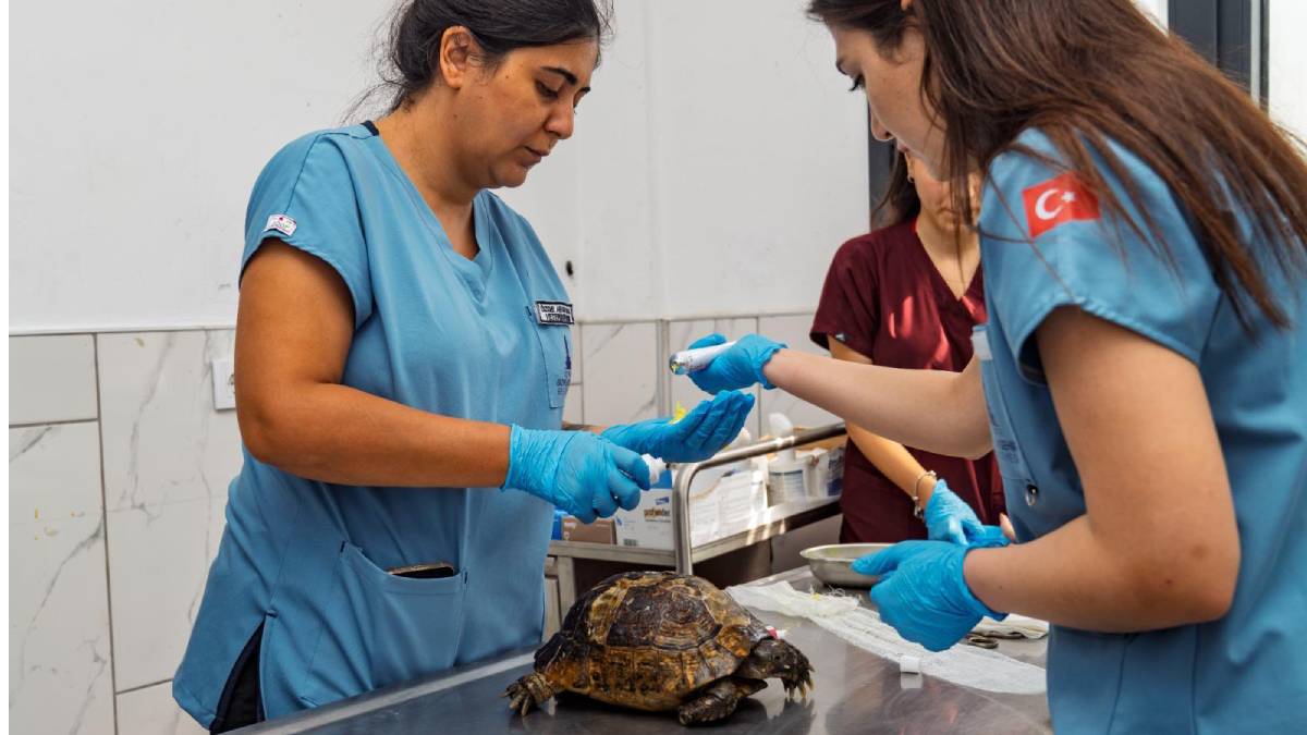 İzmir’de yangından kurtarılan kaplumbağanın tedavisi sürüyor