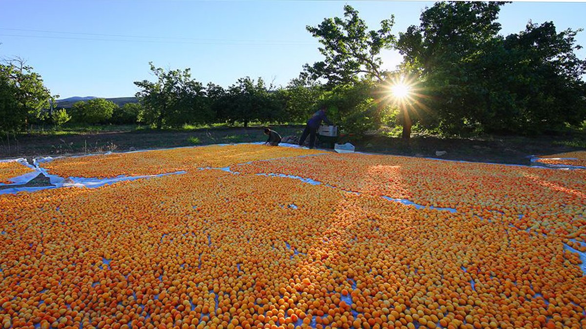 Gözlerinizden kalbinize: Yazın gizli kahramanı bu küçük meyveyle tüm vücudunuzu yenileyin! Uzmanlar onayladı!