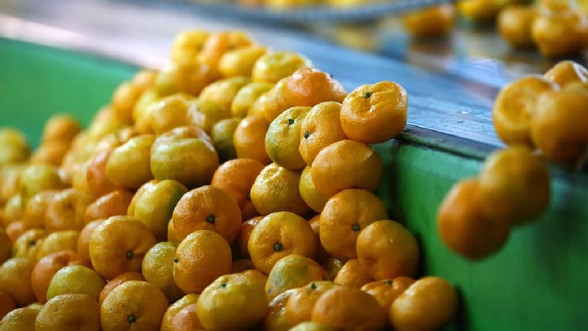 Bir asrın devinden iflas başvurusu: Narenciye devi krize dayanamadı