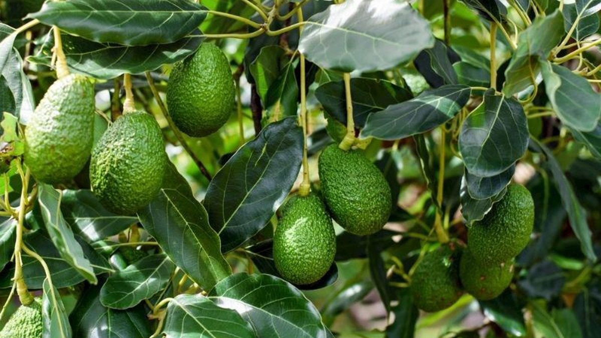 Kalp krizi riskini yarıya indiren o mucize! Bu yeşil süper gücü her gün tüketirseniz ne olur? Cevabı sizi şaşırtacak!