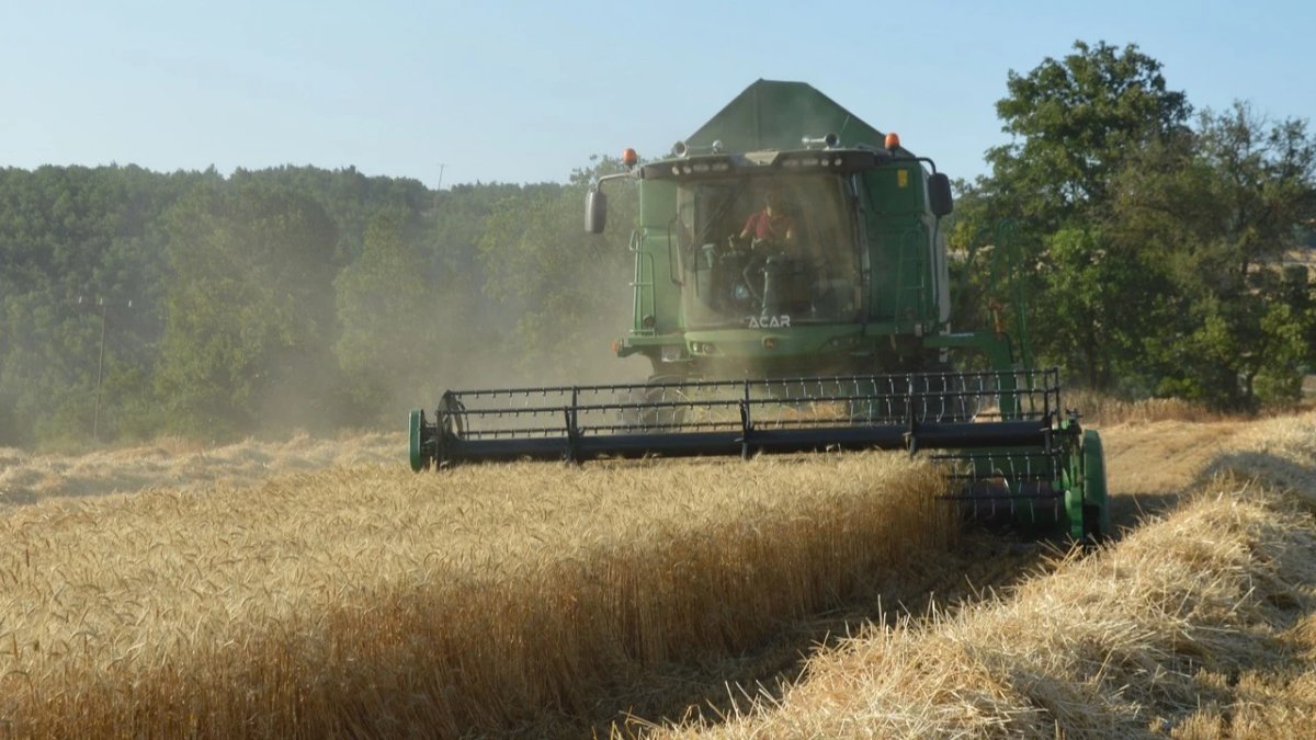 Samsun Havza'da buğday hasadı rekor kırıyor: 90 bin ton rekolte bekleniyor!